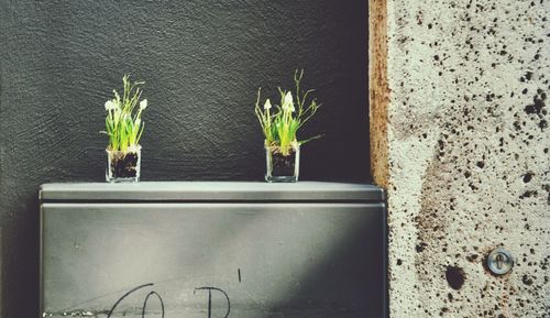 Potted plants on wall