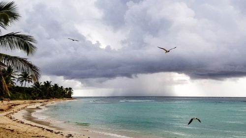 Birds flying over sea