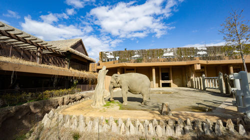 View of an animal against cloudy sky