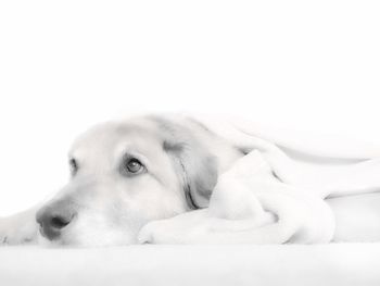 Close-up portrait of a dog