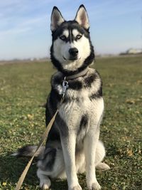 Portrait of dog on field