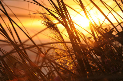 Close-up of silhouette plants against sunset