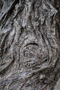 Full frame shot of tree trunk