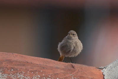 Close-up of a bird