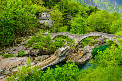 Bridge over river in forest