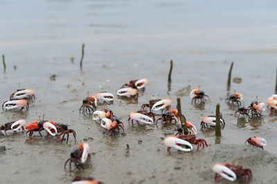 Fiddler crab  colony in mangrove rainforest