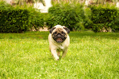 Pug dog running to camera on green grass 