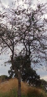 Trees on field against sky