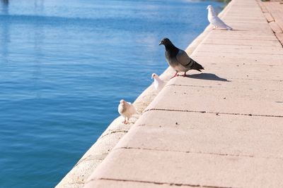 Seagulls on retaining wall