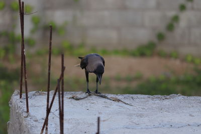 Close up of a  house crow  eating death mouse body part on the human made rock, black ravan crow