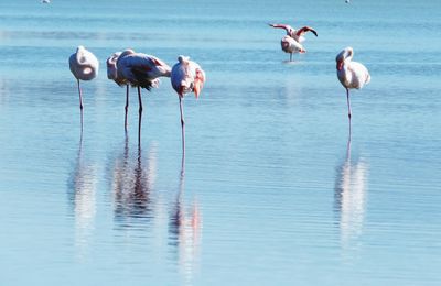 View of birds in sea