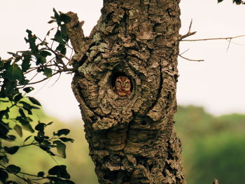 Low angle view of a tree