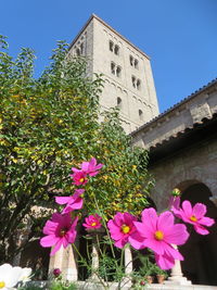 Flowers blooming in park