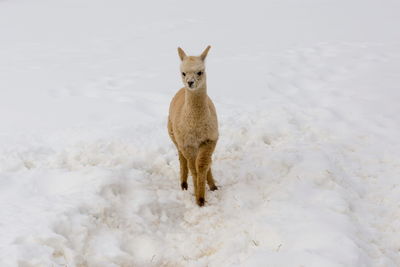 Cute cream-coloured baby alpaca standing with ears erect in snow-covered field