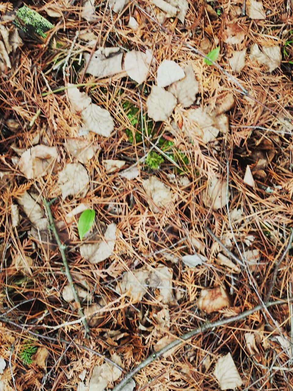 PLANT GROWING ON GROUND