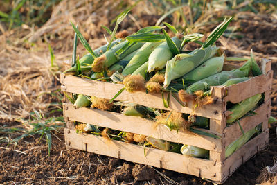 Close-up of fresh corns in field