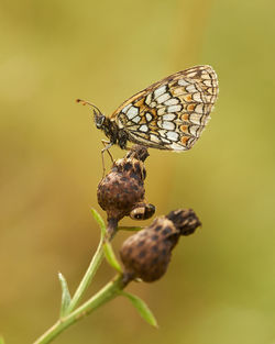 Close-up of butterfly pollinating on flower