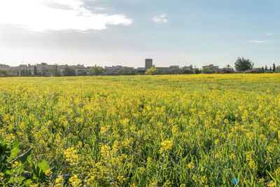 Scenic view of oilseed rape field against sky