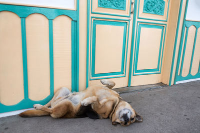 Full length of dog lying against house