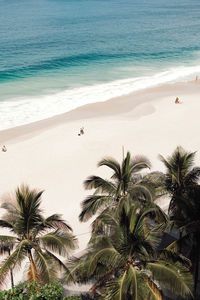 Palm trees on beach against sky