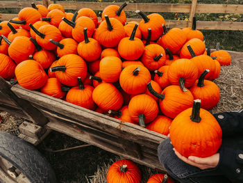 High angle view of pumpkins in market