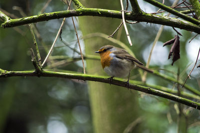 Bird perching on branch