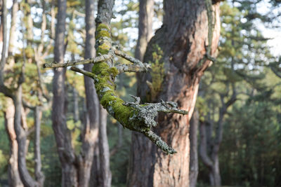 Close-up of lizard on tree trunk in forest