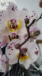 Close-up of fresh pink flowers