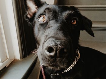 Close-up portrait of black dog