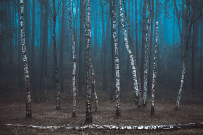 Close-up of icicles hanging on wall in forest