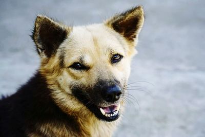 Close-up portrait of dog