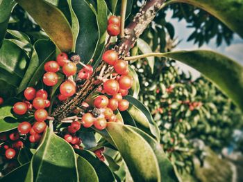 Close-up of berries growing on tree