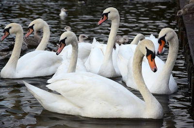 Swans swimming in lake