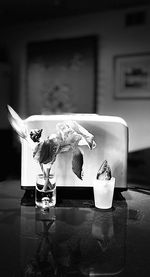 View of seagull on table