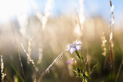 Close-up of flowers growing in field