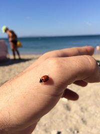Close-up of ladybug on hand