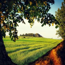 Scenic view of field against sky