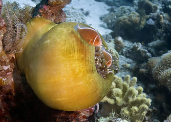 Close-up of turtle in sea