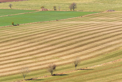 High angle view of agricultural field