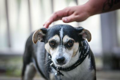 Close-up portrait of dog hand