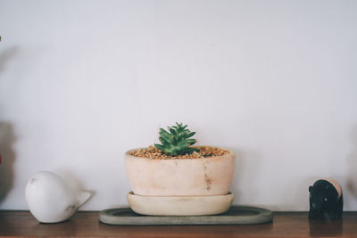 Close-up of potted plant on table