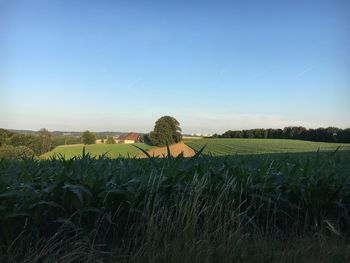 Scenic view of agricultural field against sky