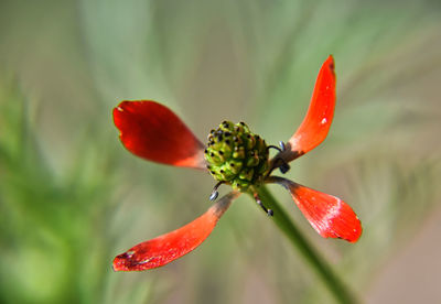 red