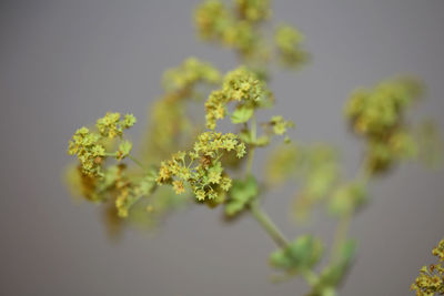 Close-up of yellow flowering plant