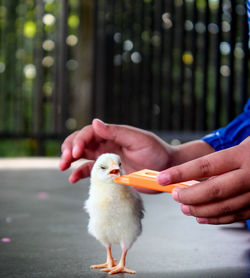 Close-up of baby hand holding bird