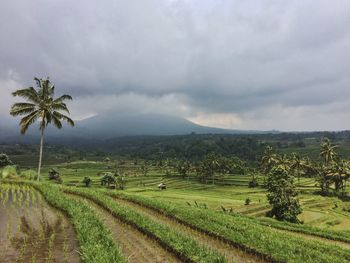 Scenic view of field against cloudy sky