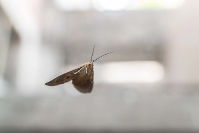 Close-up of butterfly