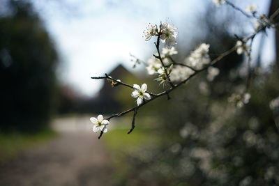 Close-up of cherry blossoms in spring