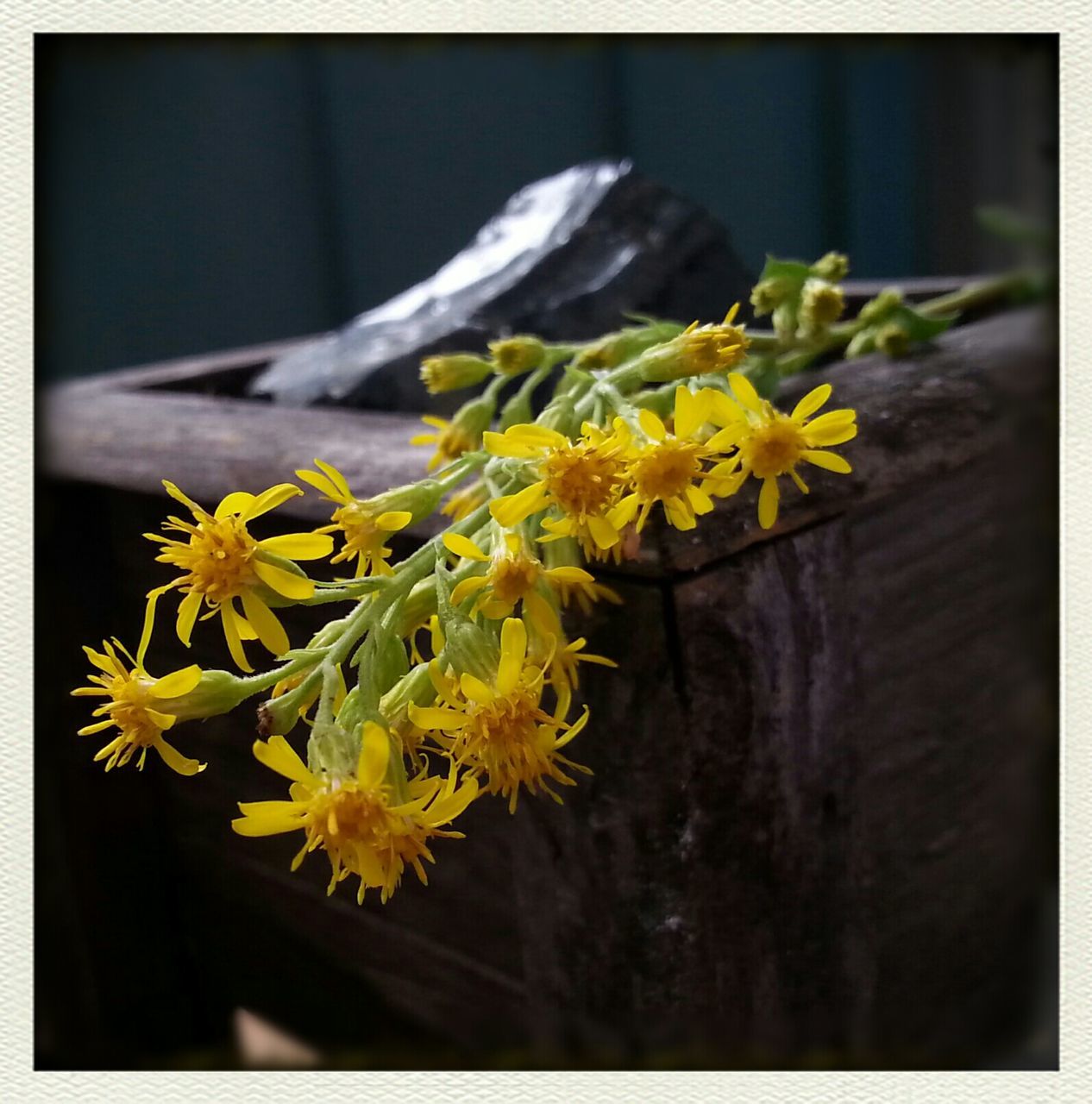 flower, yellow, petal, freshness, fragility, flower head, beauty in nature, transfer print, growth, nature, blooming, close-up, auto post production filter, bunch of flowers, in bloom, plant, focus on foreground, blossom, botany, selective focus