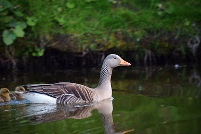 Goose swimming in lake